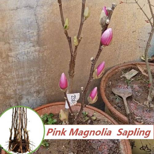 live 1 count fragrant ornamental plant for garden yard