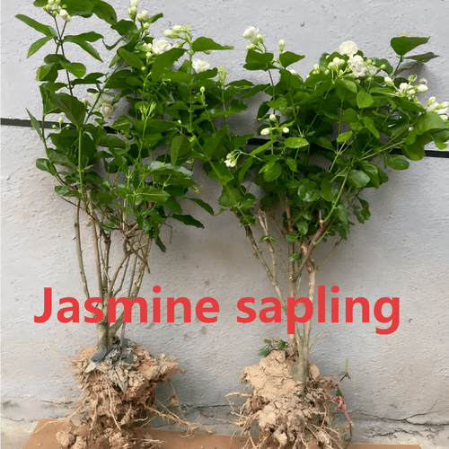 live jasmine potted seedling fragrant blooming shrub for home garden outdoor growing