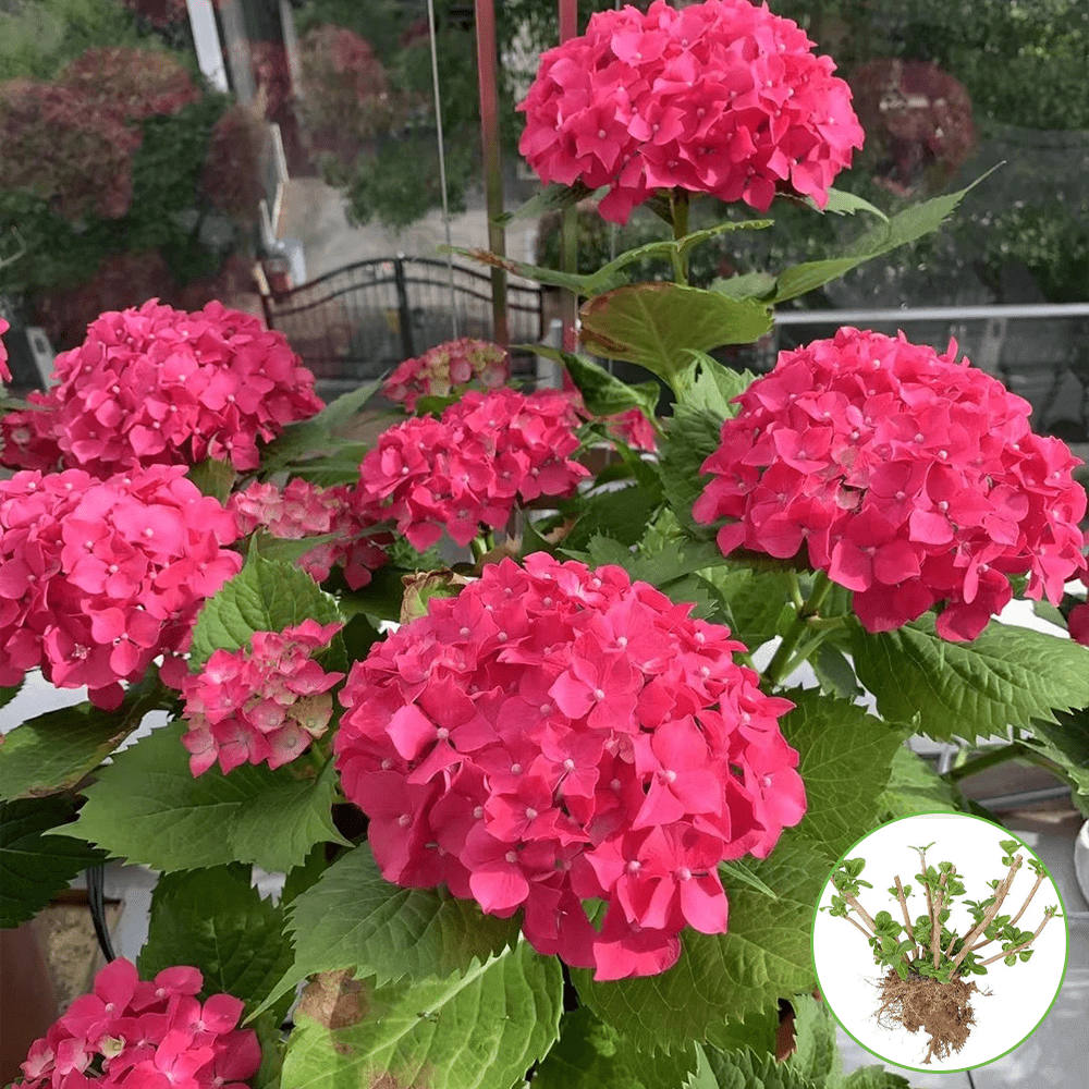 red hydrangea live plant   root     hydrangea for ground   balcony holiday gift
