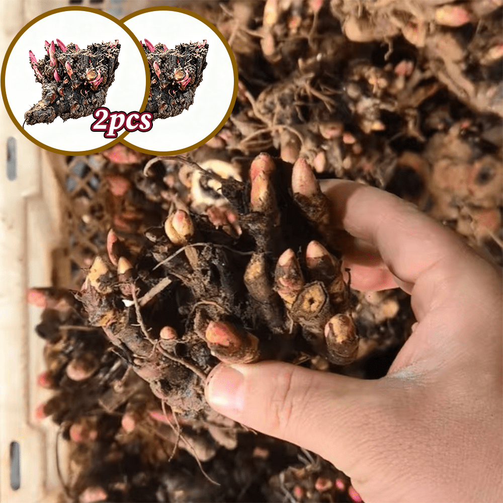 mixed color peony   root healthy flowering plant 1 count     borders patio landscape