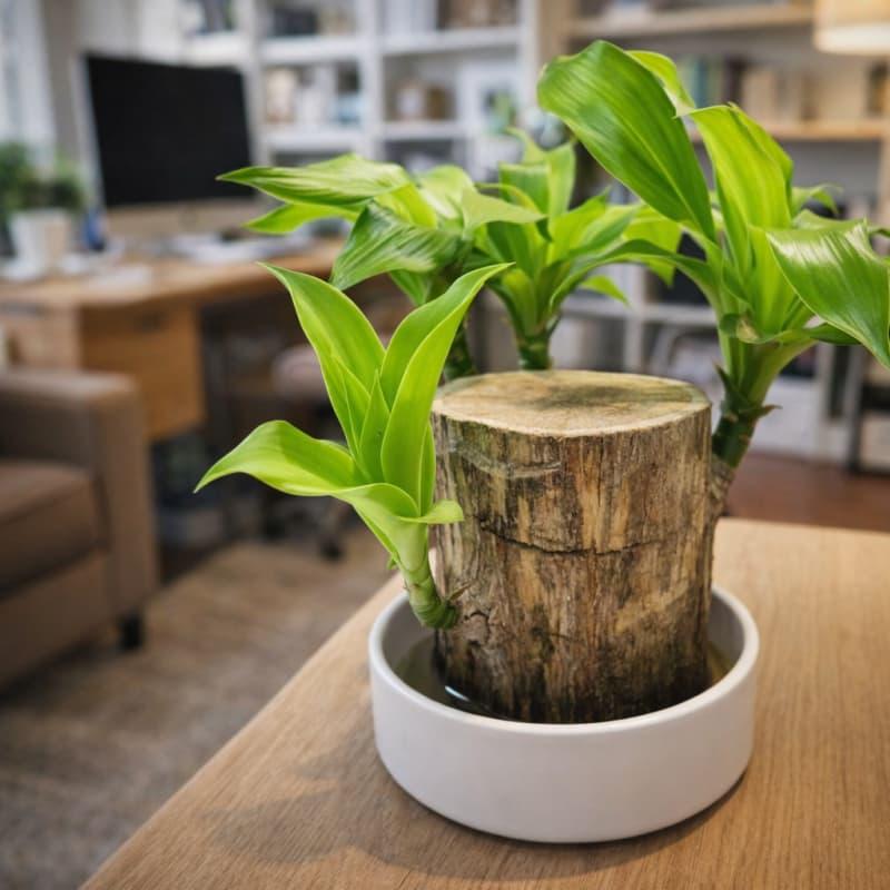 TEMU Potted Plant Decoration For Home Office Decoration