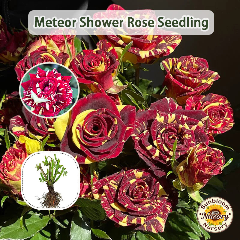 * Meteor Shower Rose Seedling Ornamental Flower Live Plant for Home Yard  Balcony Bonsai * * Gardening Plant