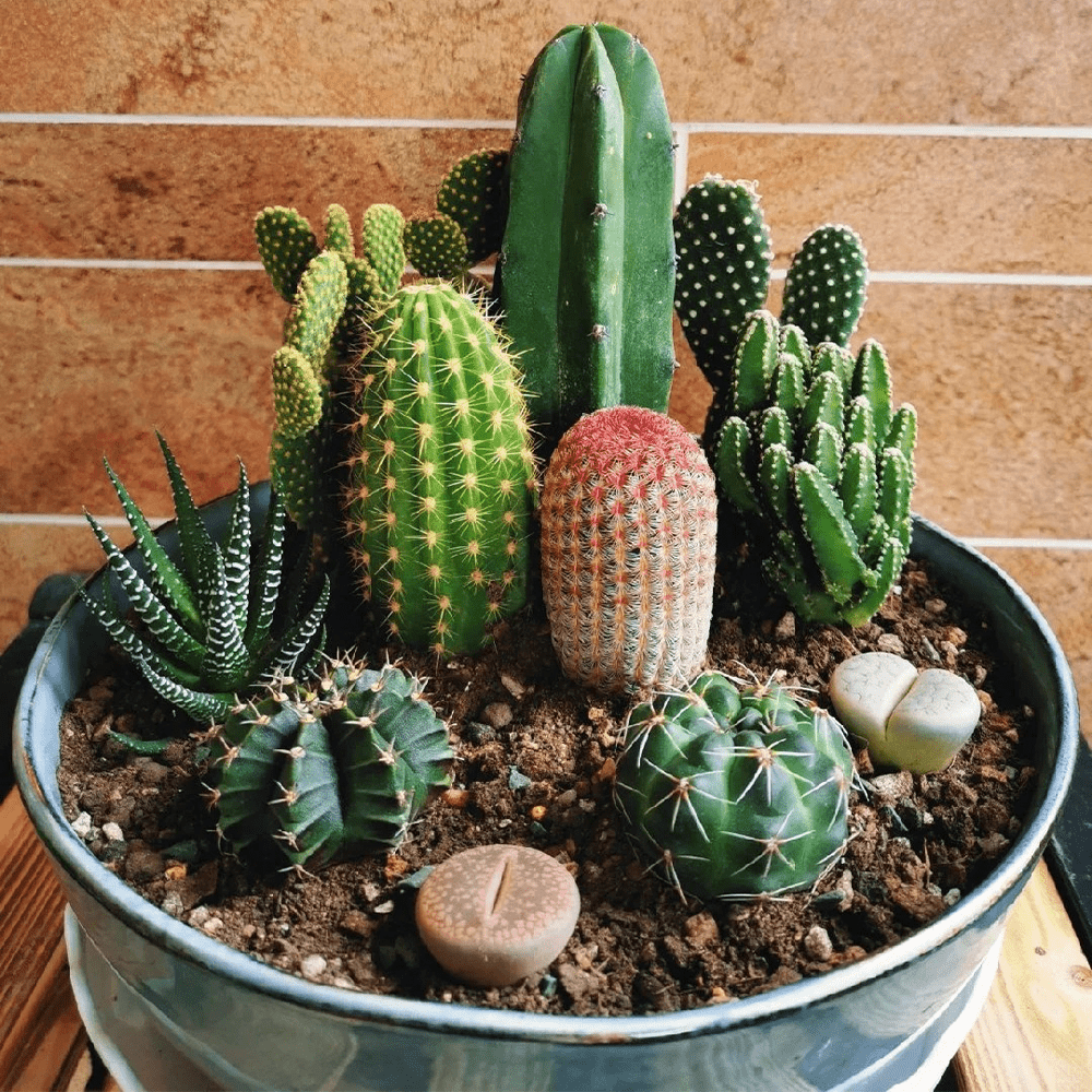 cactus and succulents sold on Temu United States