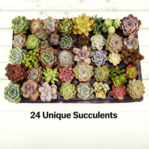 24 fresh live succulents bulk direct from nursery well packed for safe shipping