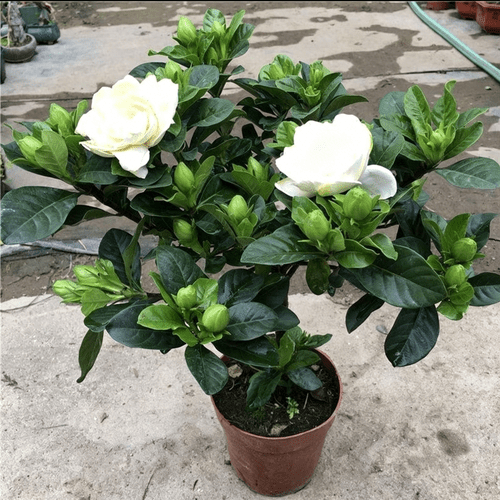 cold jasminoides live 1 count sweet fragrance for outdoor yard landscape