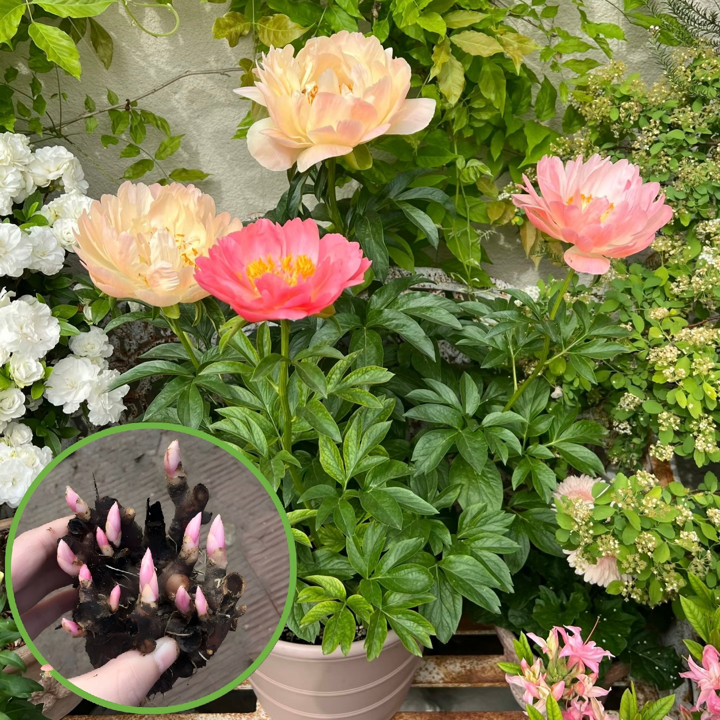 mixed color peony   root healthy flowering plant 1 count     borders patio landscape
