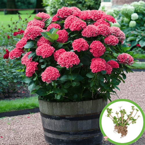 red hydrangea live plant root hydrangea for ground balcony holiday gift