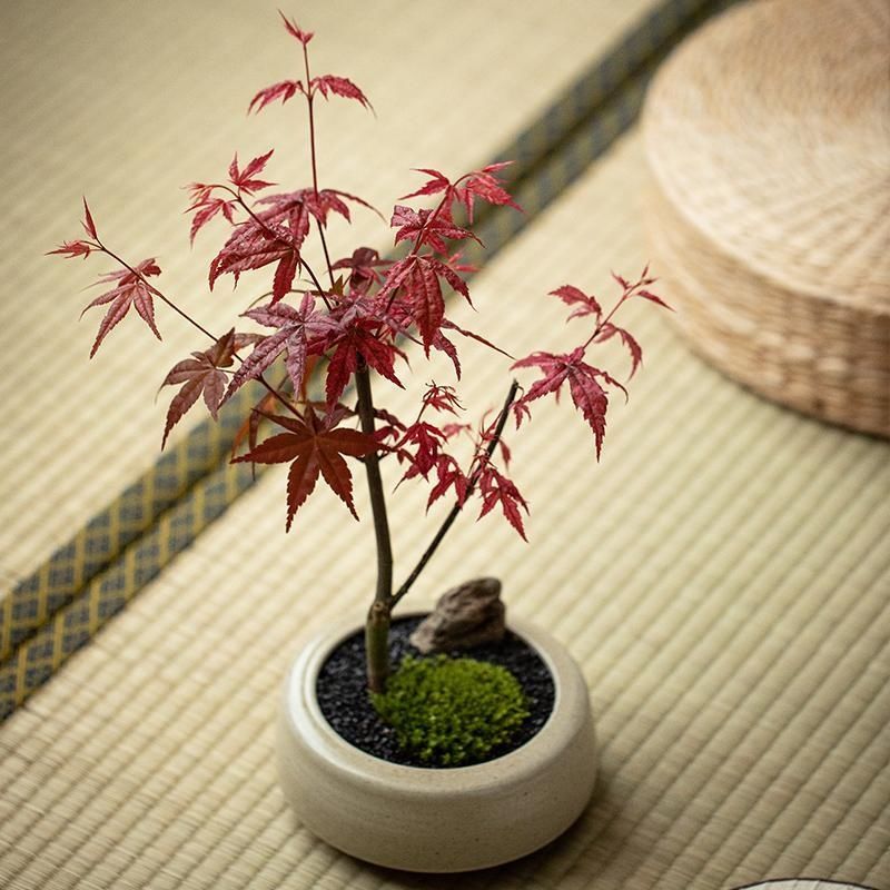 live plant japanese maple   a new   with   branches and leaves   leaves easy to   fast growing suitable for planting in garden pots