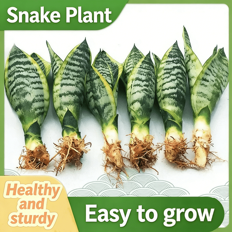 snake plant sleek tall greenery suitable for office study decor potted display for   layout