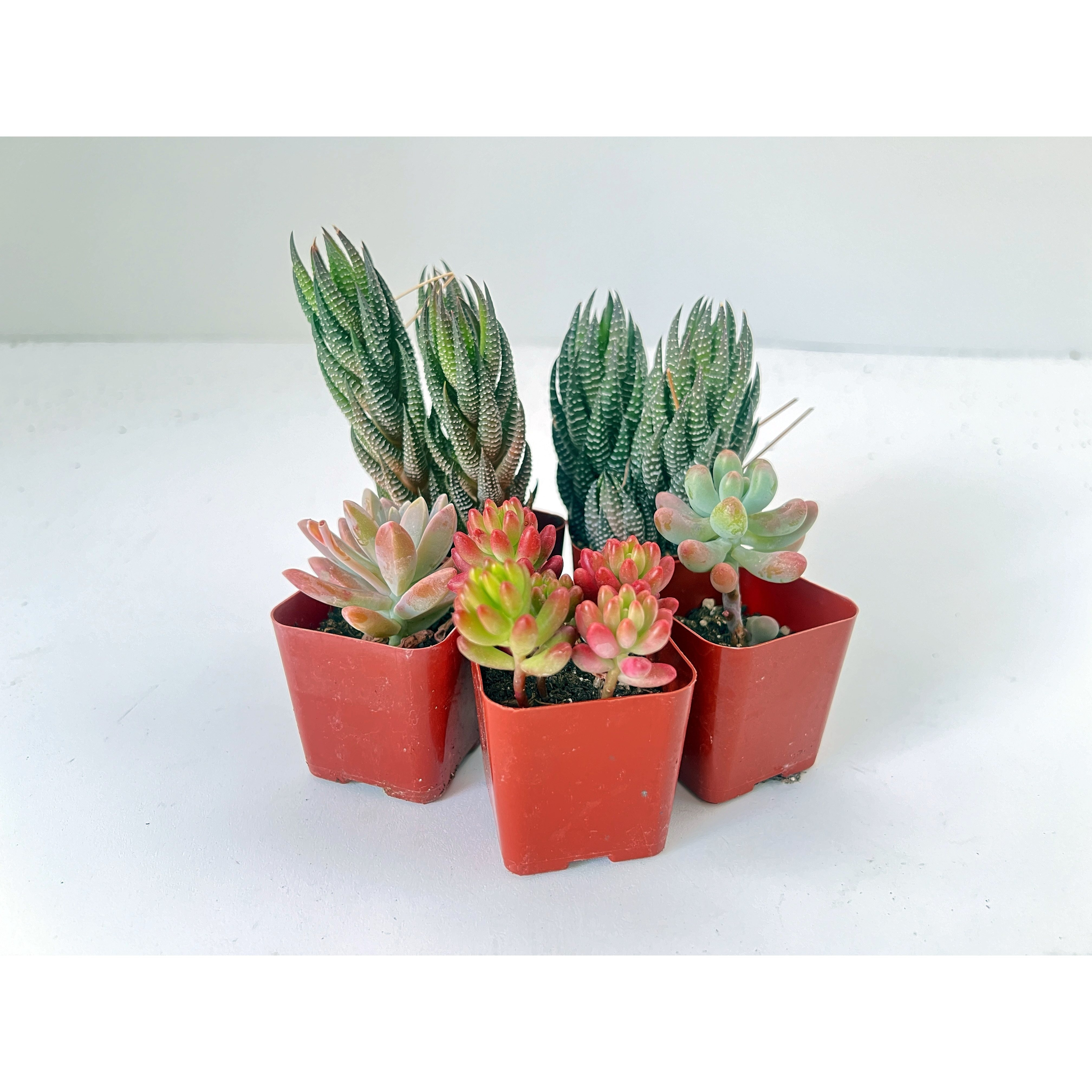 real succulent plants sold on Temu United States