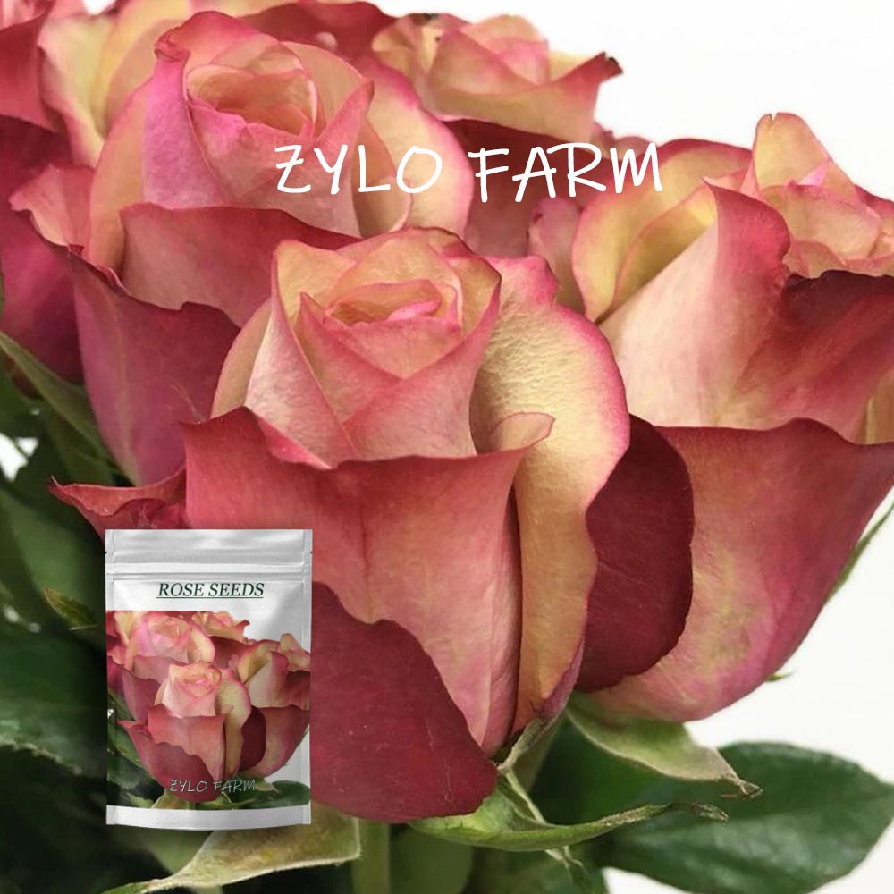 flower bulbs sold on Temu United States