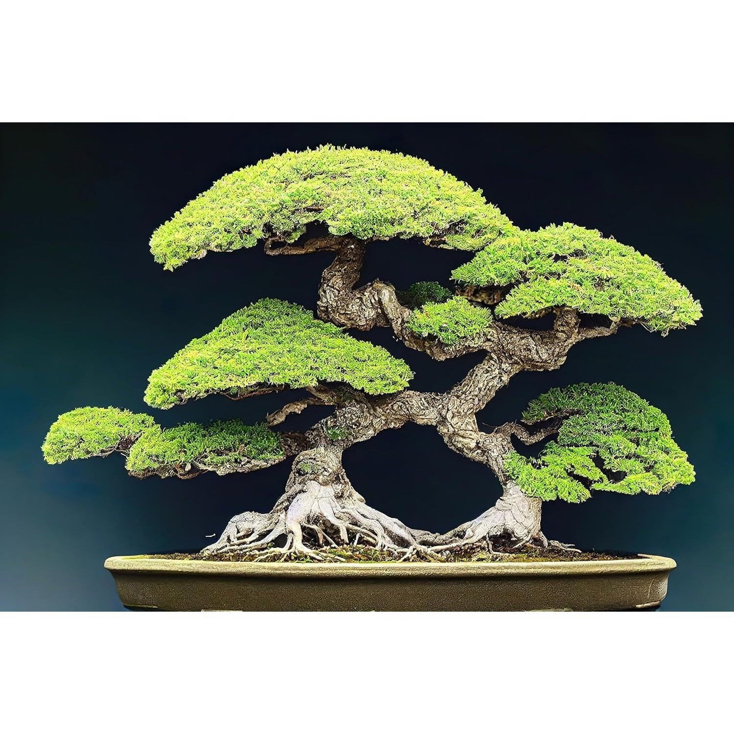 bonsai sold on Temu United States