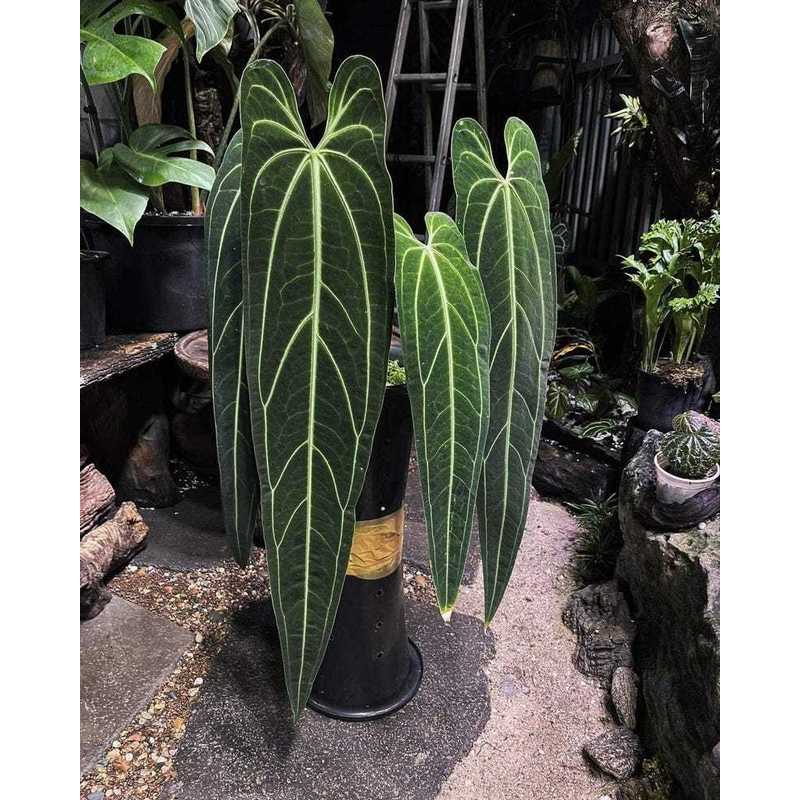 live indoor plants sold on Temu United States