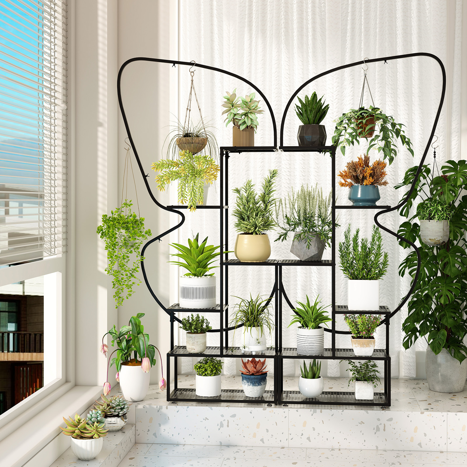 where can i buy a money plant Pilea