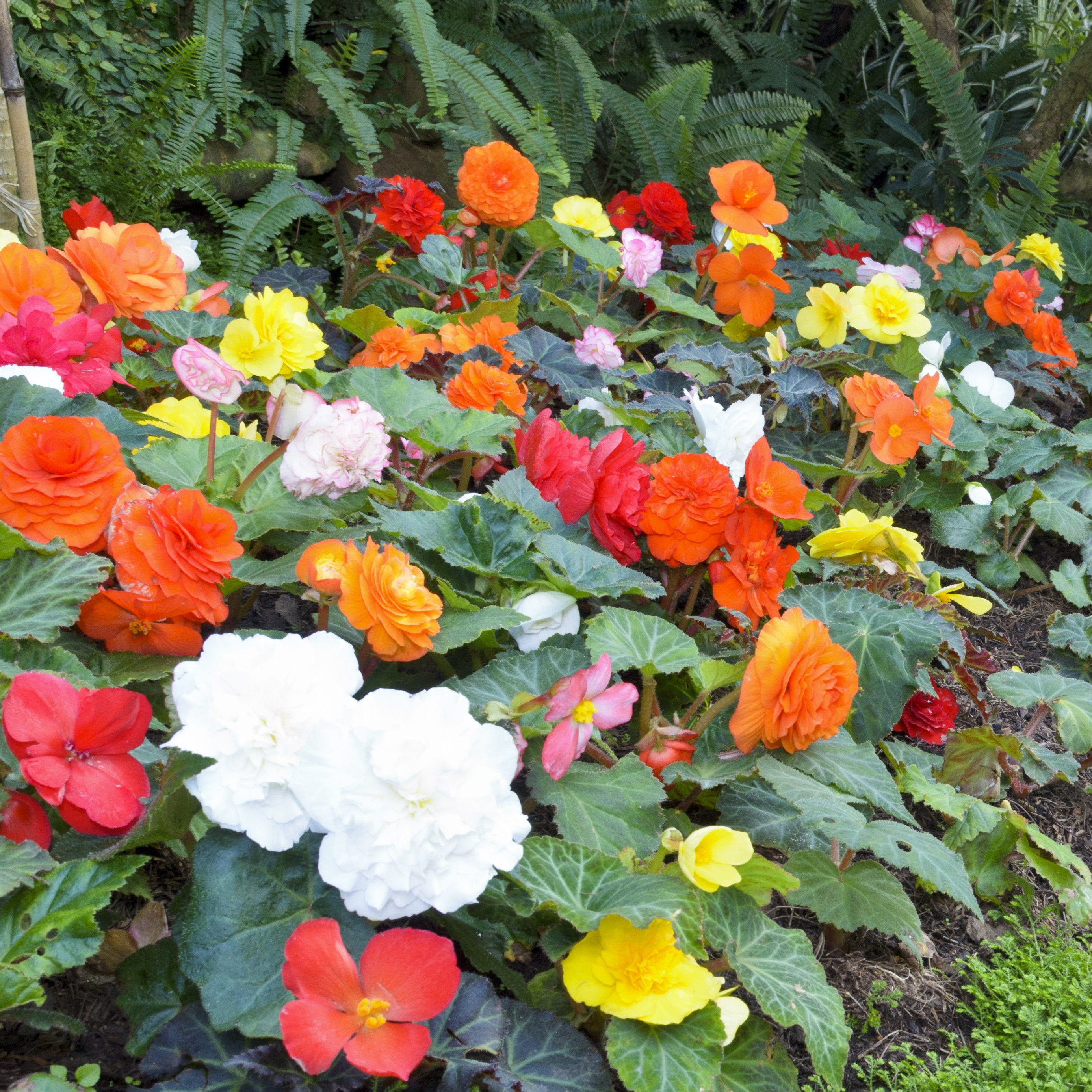 flower bulbs sold on Temu United States