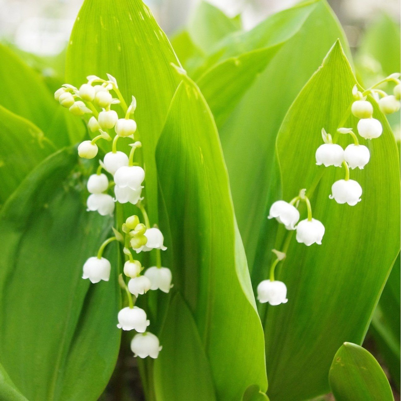 flower bulbs sold on Temu United States