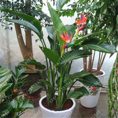 400pcs indoor potted plants bird of paradise flowers easy p plants live clearance sale vegetable seeds seeds hosta plants live plants plants gardening flower seeds plant flowers for outside semillas de flores para sembrar gardening clearance all clearance live plants not seeds live plants clearance plants for outside mosquito repellent outdoor garden plants seeds for planting live plants clearance not seeds flower seeds plant seeds