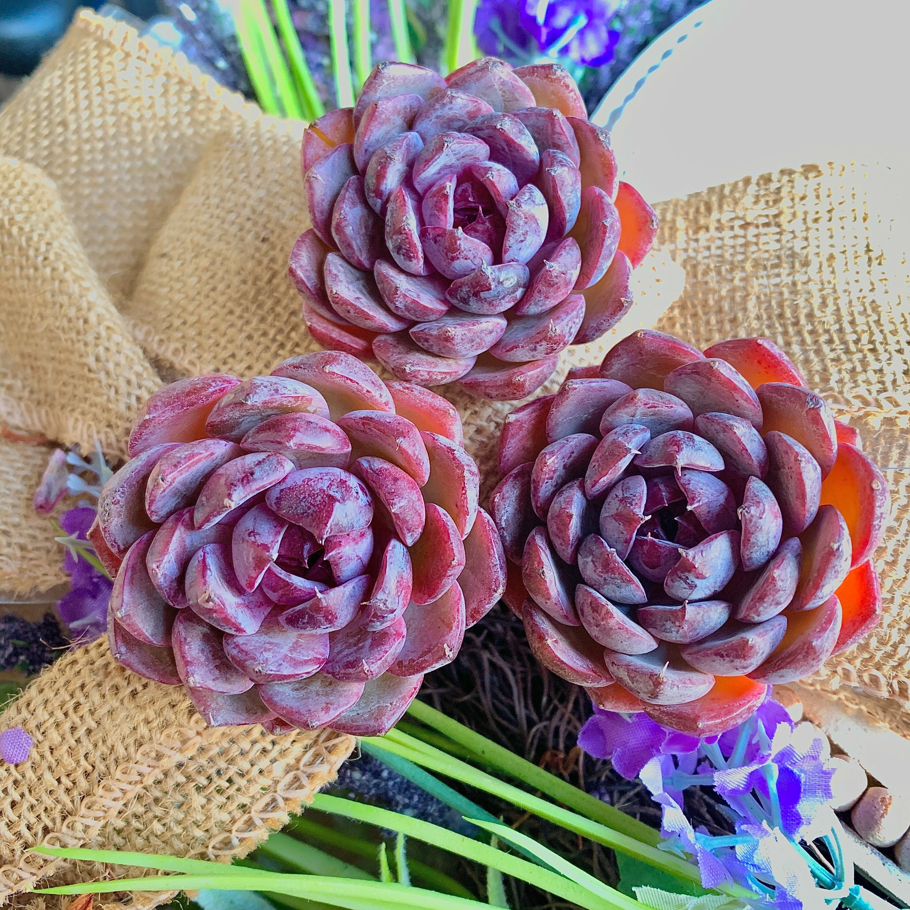all succulent plants sold on Temu United States