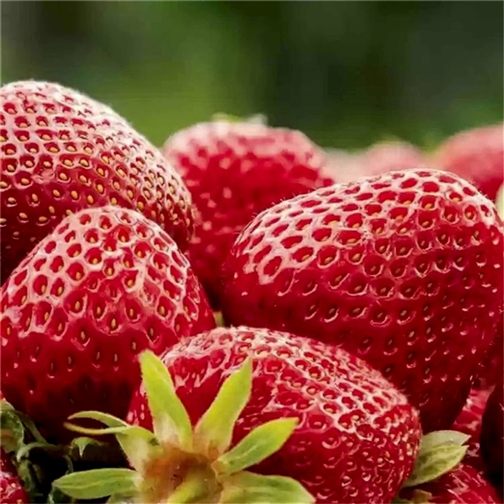 Strawberry Seeds Everbearing Fruit Temu