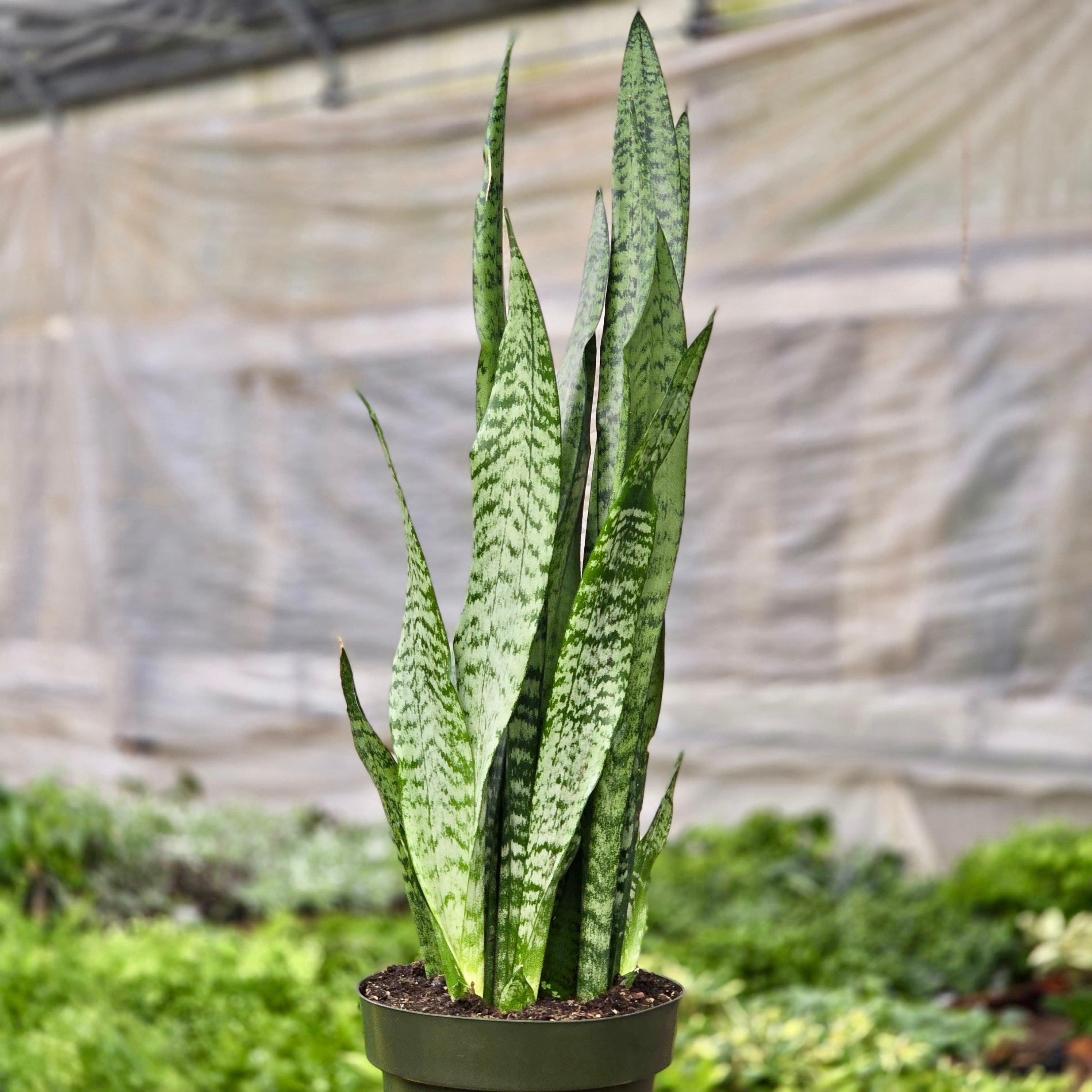 snake plant sold on Temu United States