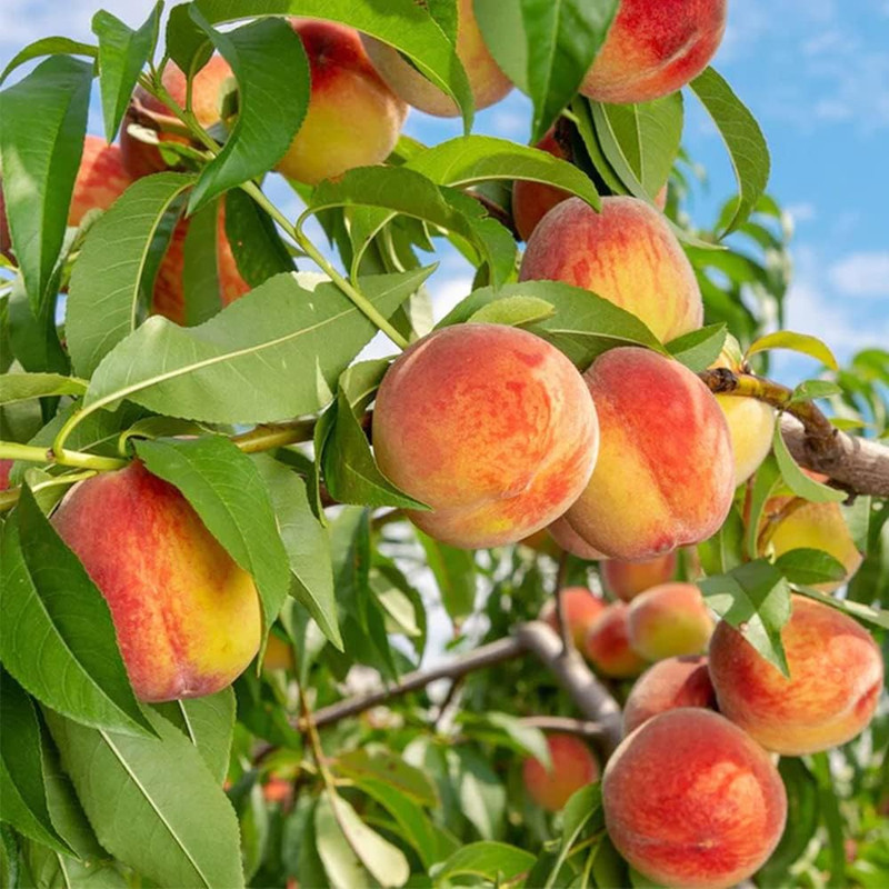 Garden 10 Seeds Peach Fruit Tree Seeds Nongmo Seeds Early Maturing