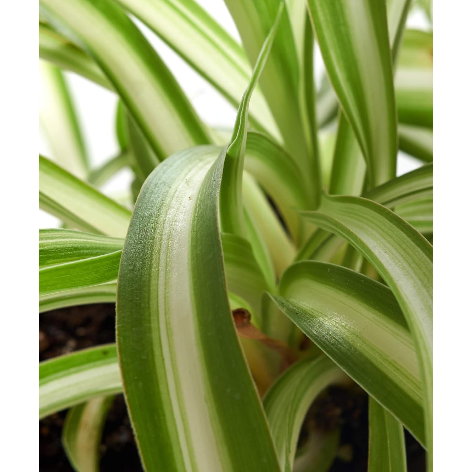 spider plant hanging live indoor plant easy - Temu
