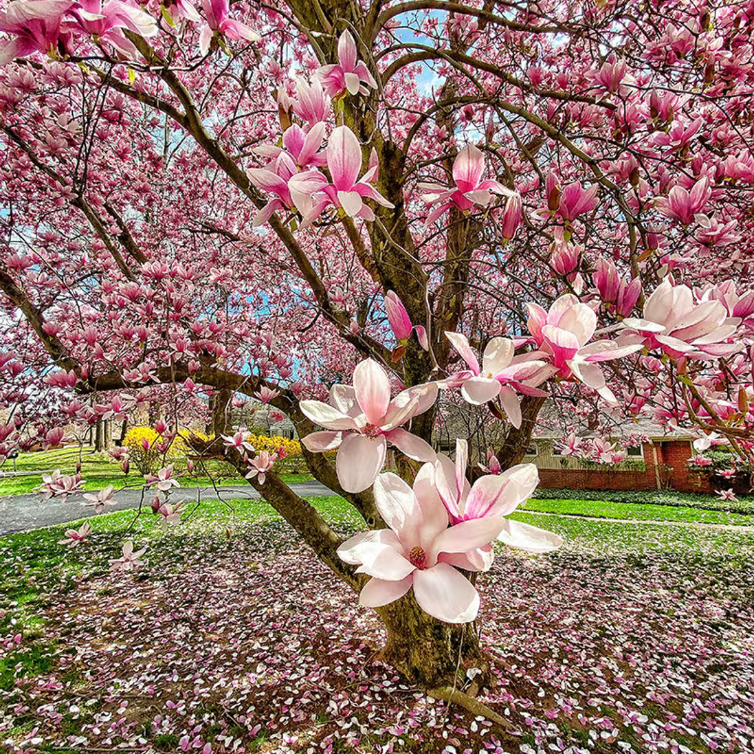 

Saucer Magnolia Tree (magnolia Soulangeana) Garden - 30+ Enhancing Landscape And Beauty