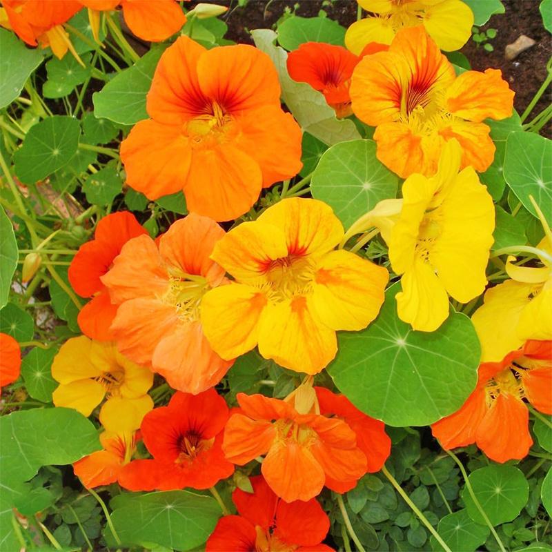 280+ Seed Velvet Nasturtium for Planting Outdoors-Heirloom Non-GMO Annual Flower Seeds Attract Butterflies and Bees