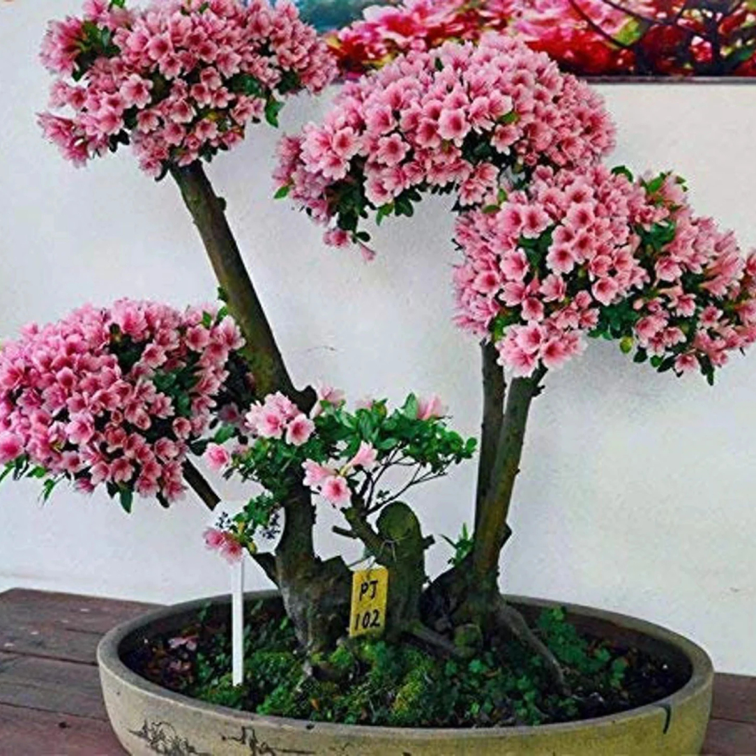 

Japanese Cherry Sakura Garden See.ds -30+ Beautiful Flowering Non-gmo See.ds