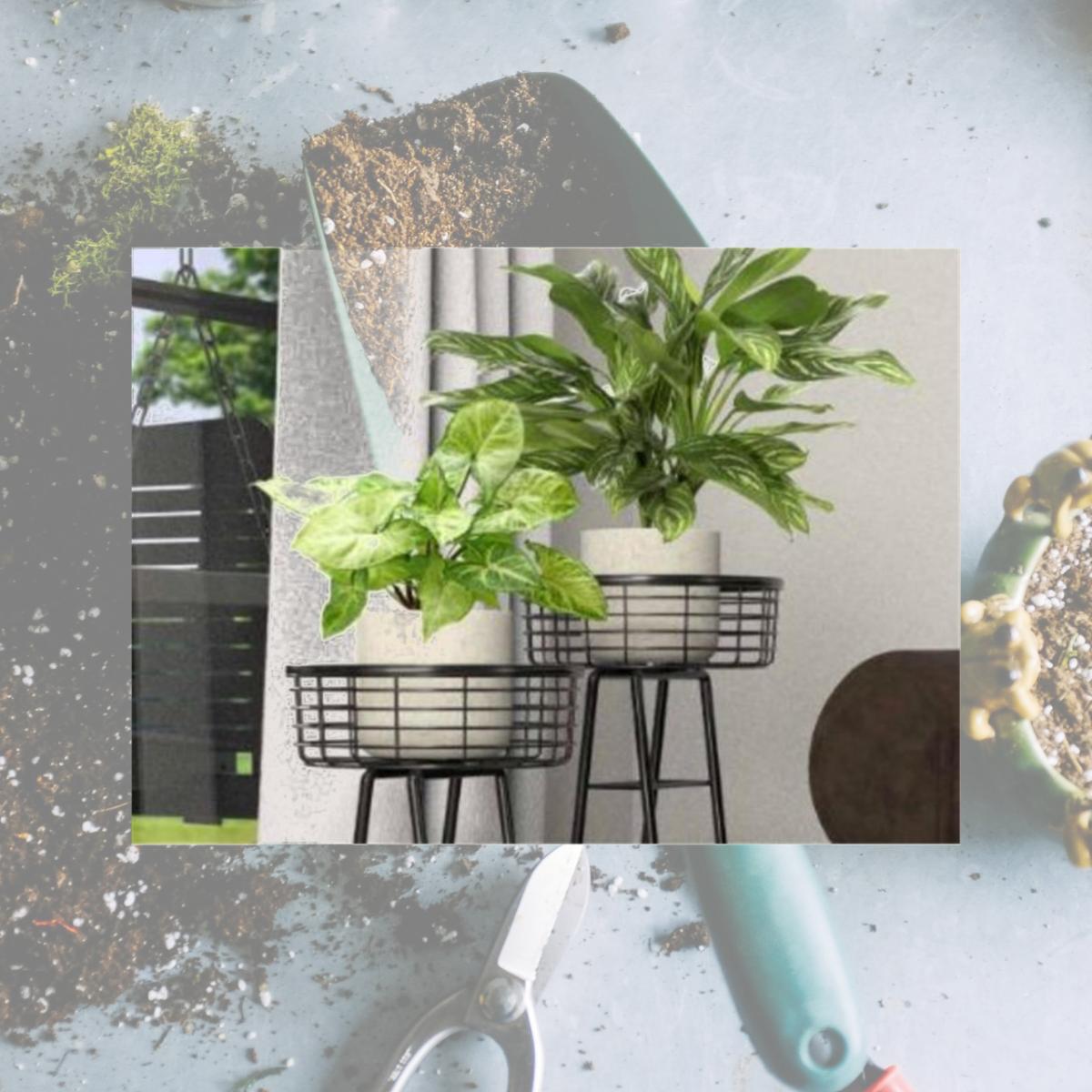10 in round wire basket plant stand black temu - Temu
