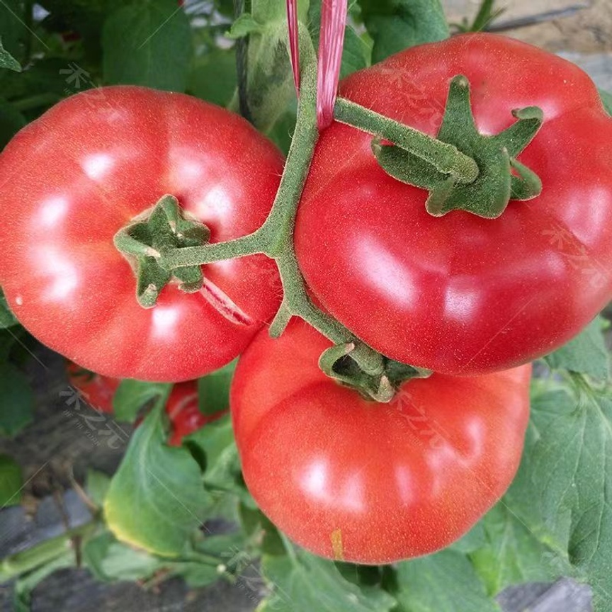 

200pcs Large Pink - , Non-gmo Vegetable For Potted - Sand Ladle Panzhihua Tomato