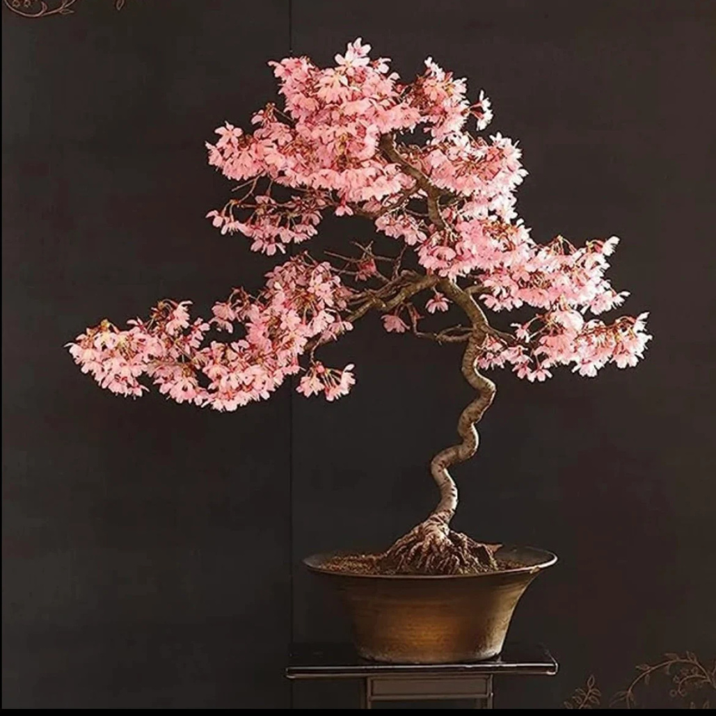 

Japanese Garden Se.eds, Sakura - 30+ Perfect Gift For Gardeners, Frost , Ideal For Indoor And Outdoor Planting