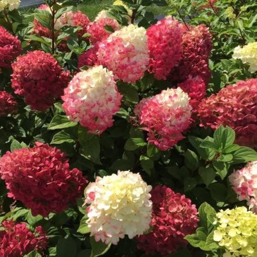 

50pcs Rare Mixed Color Hydrangea For Planting, Hydrangea Snowball Bush For Planting Outdoor Gardens