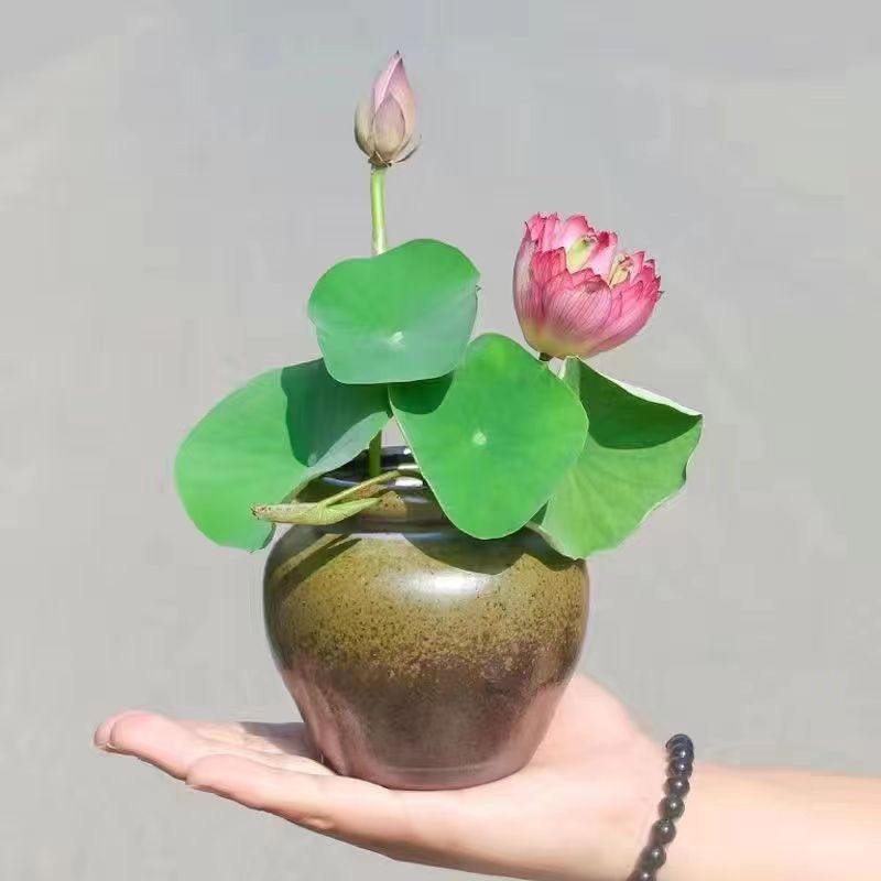 Bowl Lotus Hydroponic Plant Flower Indoor Flower Easy Keep - Temu