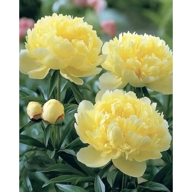 yellow peony exotic flowering plant