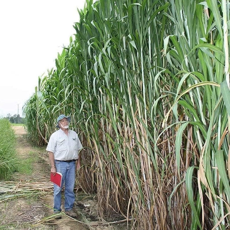 TEMU 500+ Elephant Grass Decorative Outdoor Garden - Tallest Grass In The World - Garden Decorative Outdoor Garden From Usa