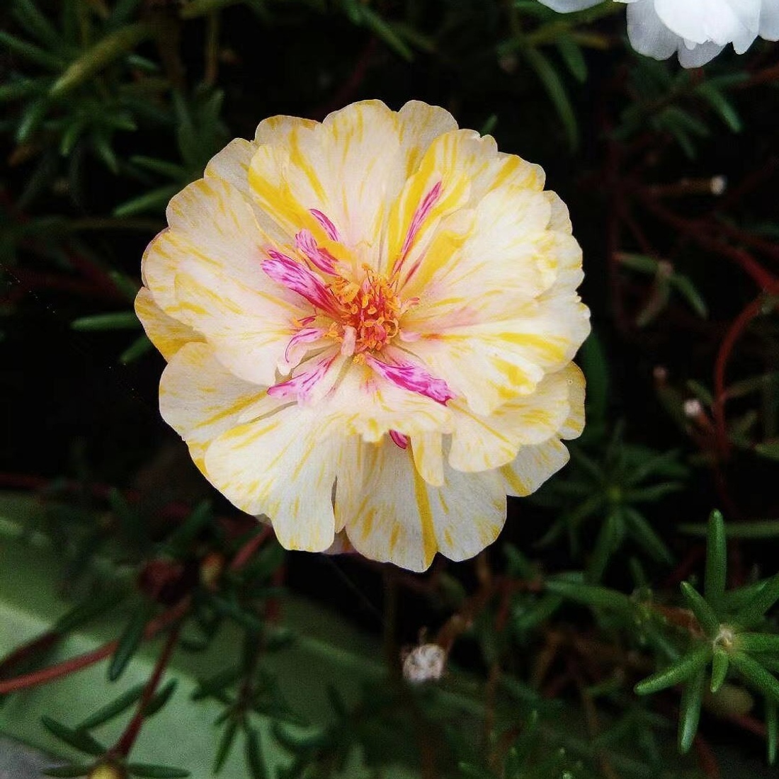 Double Geranium Flower Seed Mix Vibrant Temu