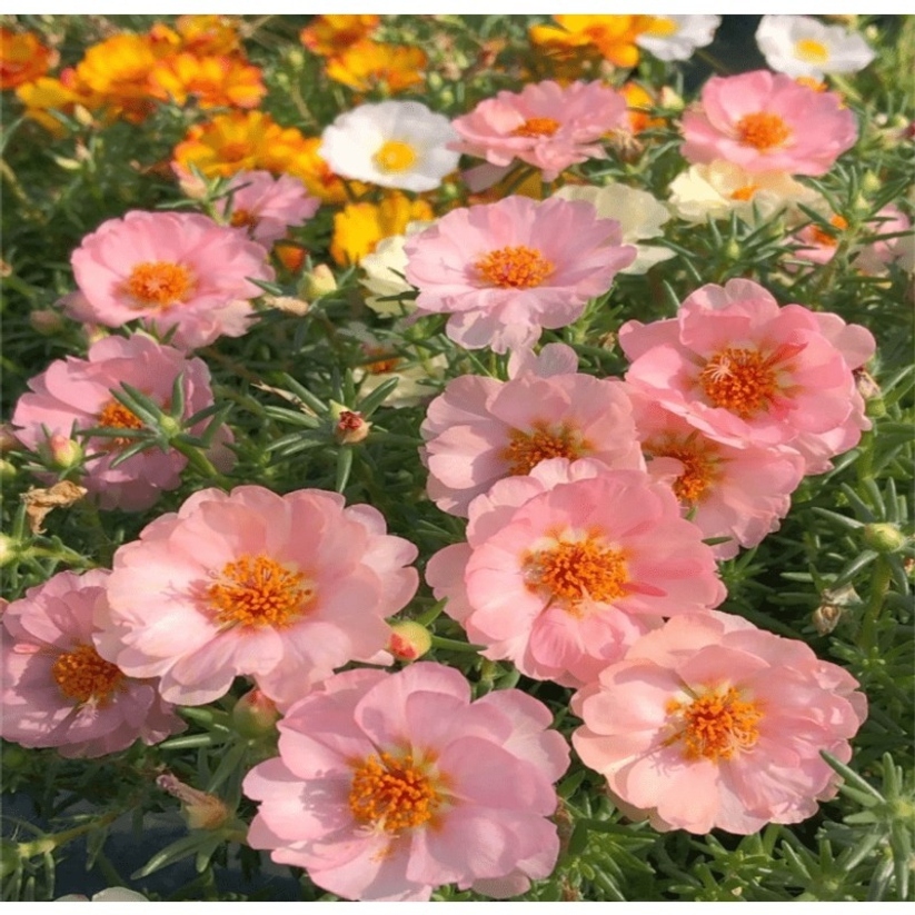 Garden Seeds Rare Green Decorative And Edible Flower Seeds Patio