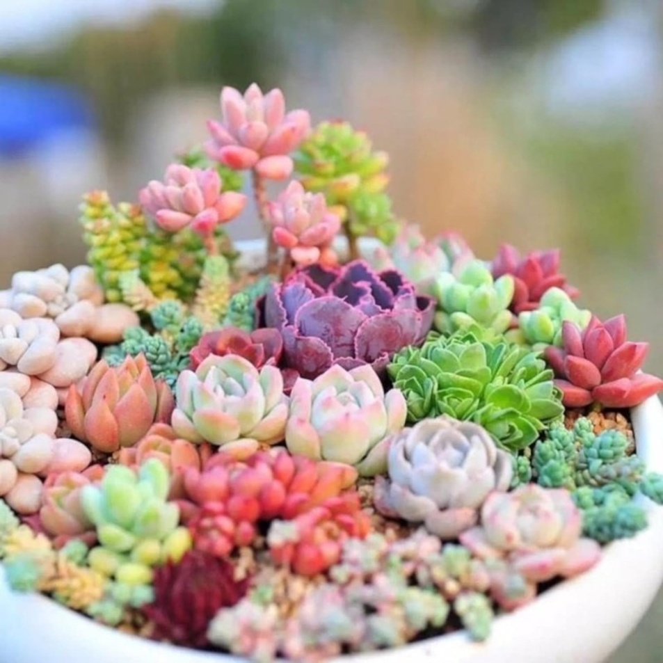 

1000pcs Rainbow High Quality Completely In Pots With Soil Live Rare Indoor Plants Wedding Interior And Exterior Decoration Plant Worship Diy As A Gardener And For Small Weddg Grdener