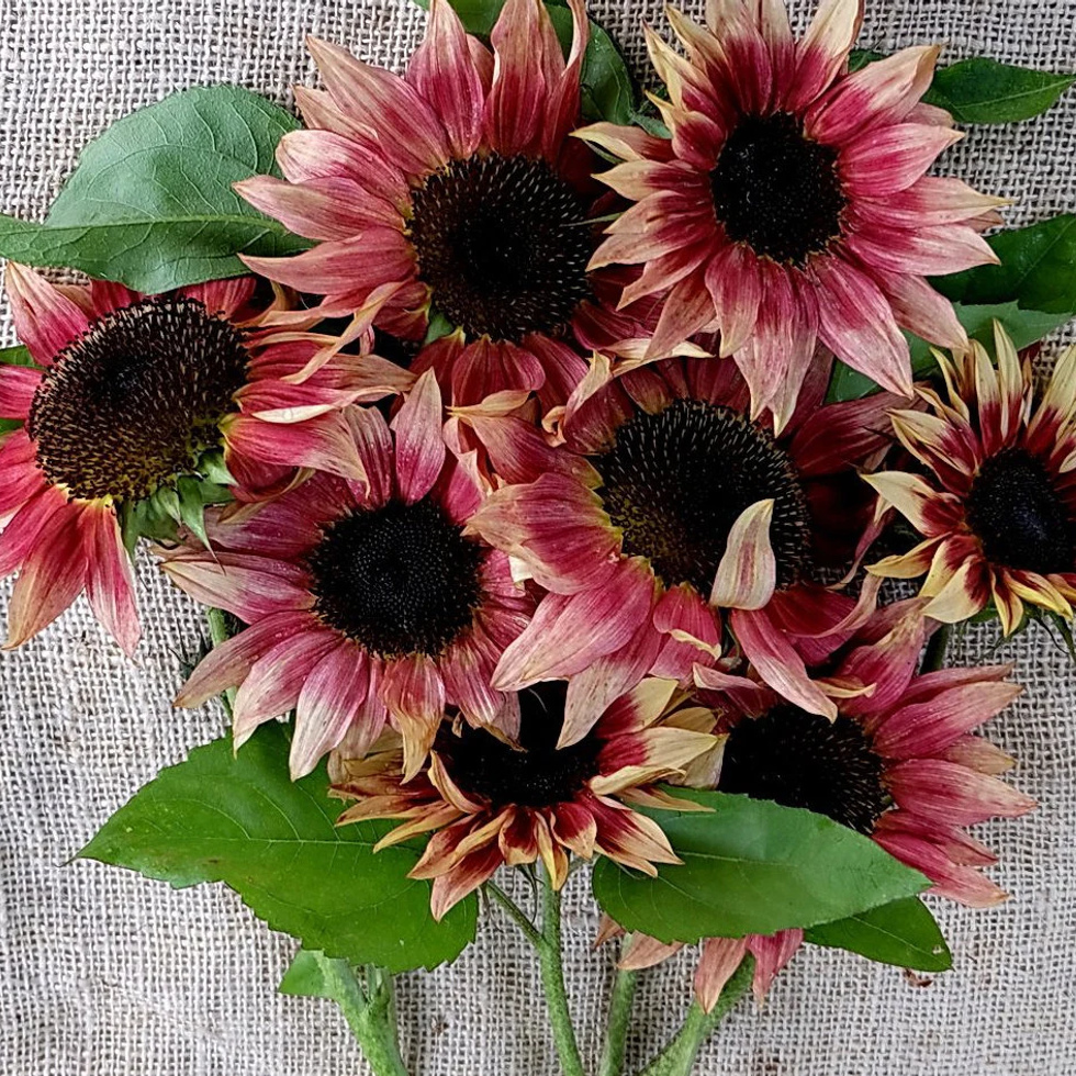 

+ Pink Sunflower Se.eds - Garden S.eeds For Summer Blooming