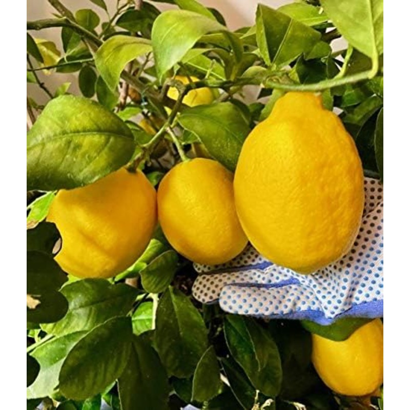 High Survival Rate Lemon Tree Seeds For Home Garden Togo