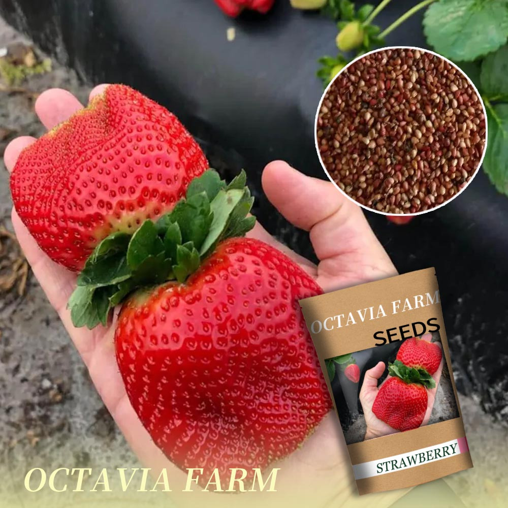 strawberry seeds sold on Temu United States