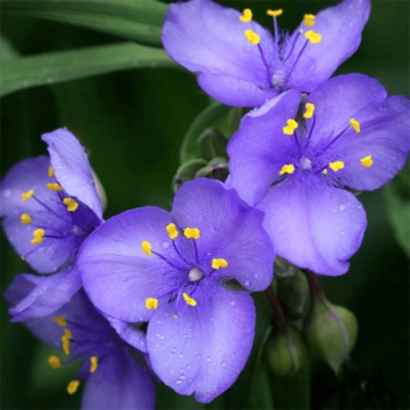 Violet Flower Seeds For Indoor And Outdoor Gardens Cold Resistant