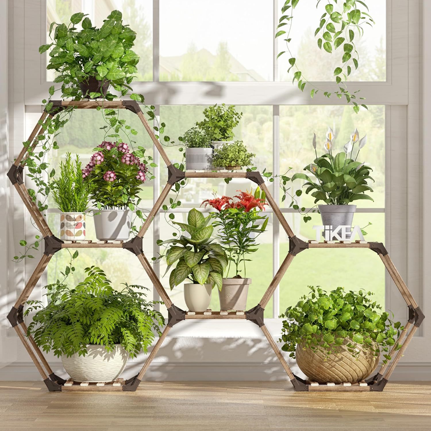 huge money tree Money Tree | Indoor Plants