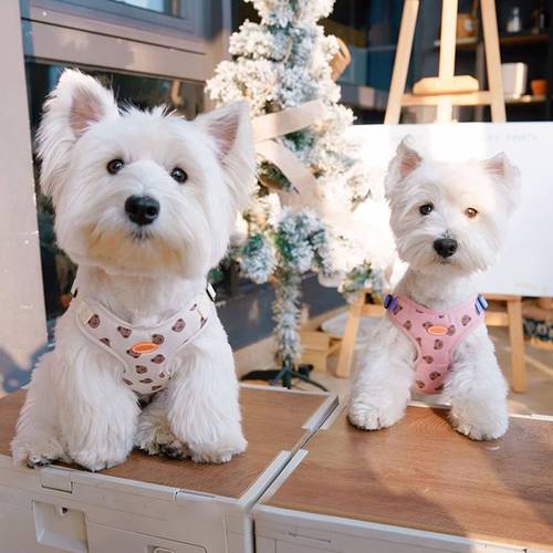 random styles puppy chest strap dog bag outing leash pet rope walking rope small size