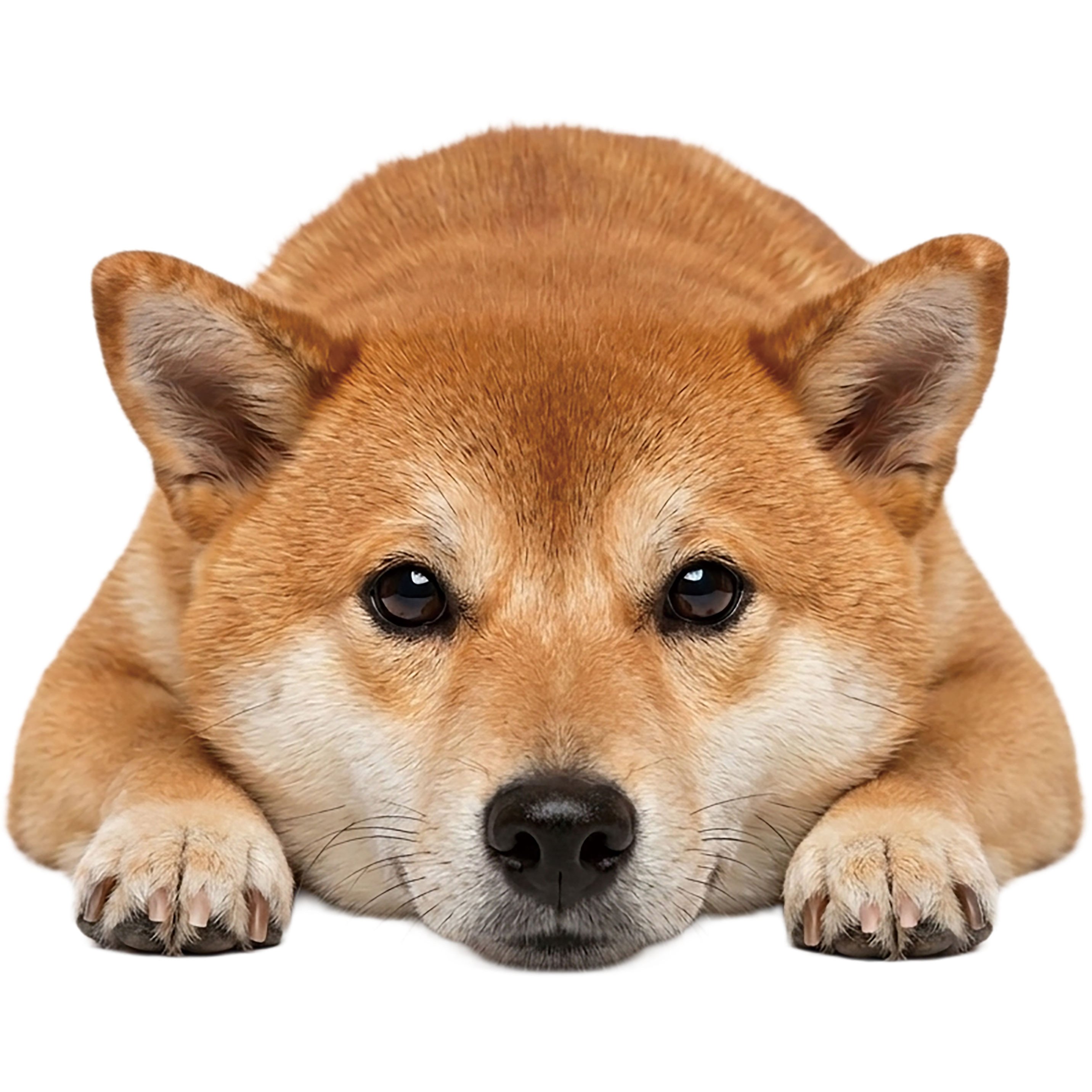 TEMU ステッカー 犬 柴犬 伏せる犬 ステッカー シール （）