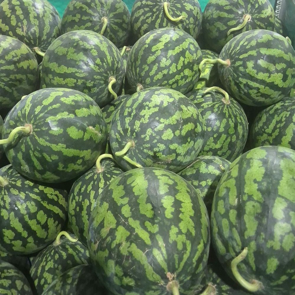 품목 사진 [무료배송]달콤한 여름의 맛   하우스 수박 8kg 내외(가정용)