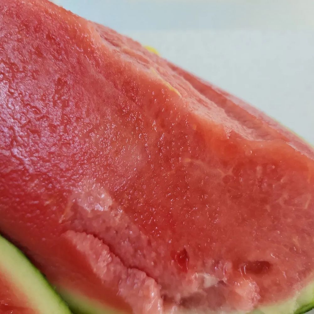 [무료배송]달콤한 여름의 맛   하우스 수박 8kg 내외(가정용)