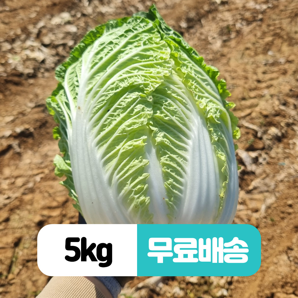 품목 사진 [무료배송/5kg] 해남 통통알배추