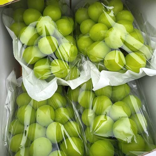 ํ๋ชฉ ์ฌ์ง ๊ฒฝ๋ถ ์ค์ธ๋จธ์ค์ผ 2kg 5-6์